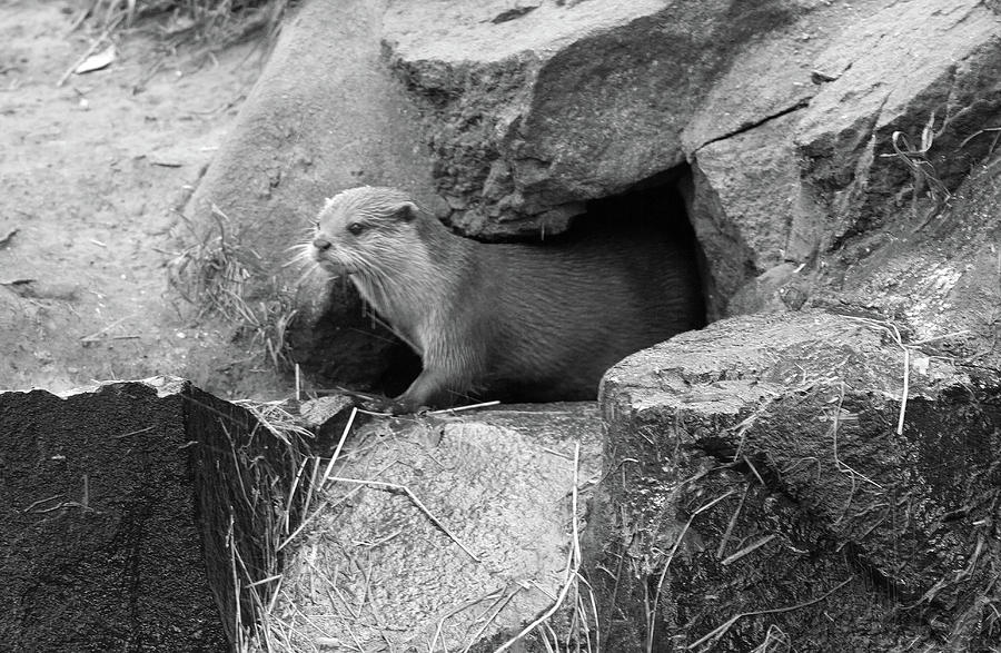 Otter Photograph by Ed James