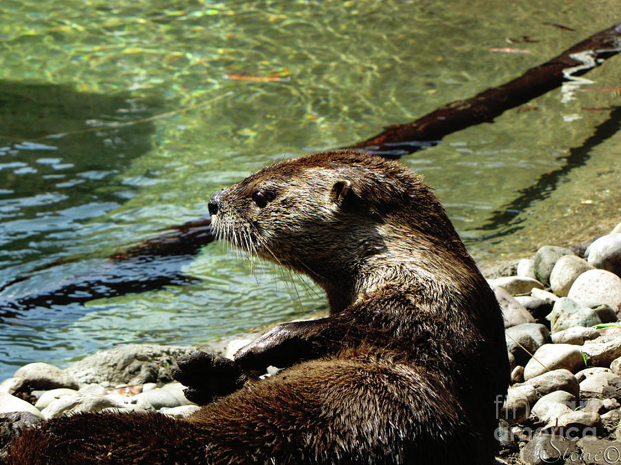 Otter Photograph by September Stone