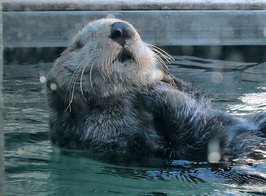 Otter Enjoying Himself at Seattle Aquarium Photograph by Shirley ...