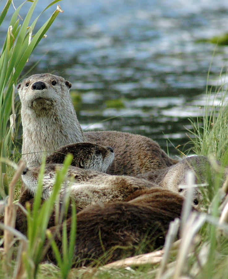 Otter Family in Yellowstone Photograph by Bruce Gourley