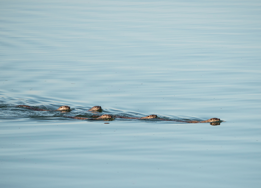 Otter Family Outing Photograph by Loree Johnson
