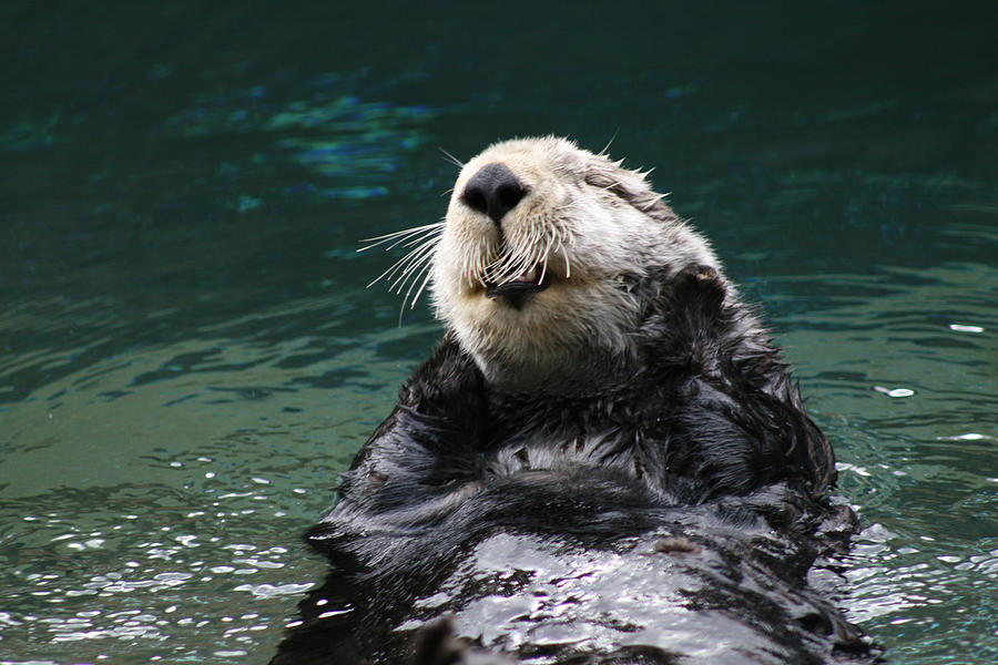 Otter Fun Photograph by Edmund Stockham