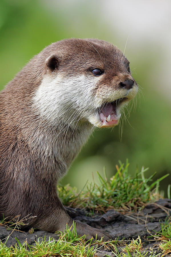 Otter Photograph by Grant Glendinning