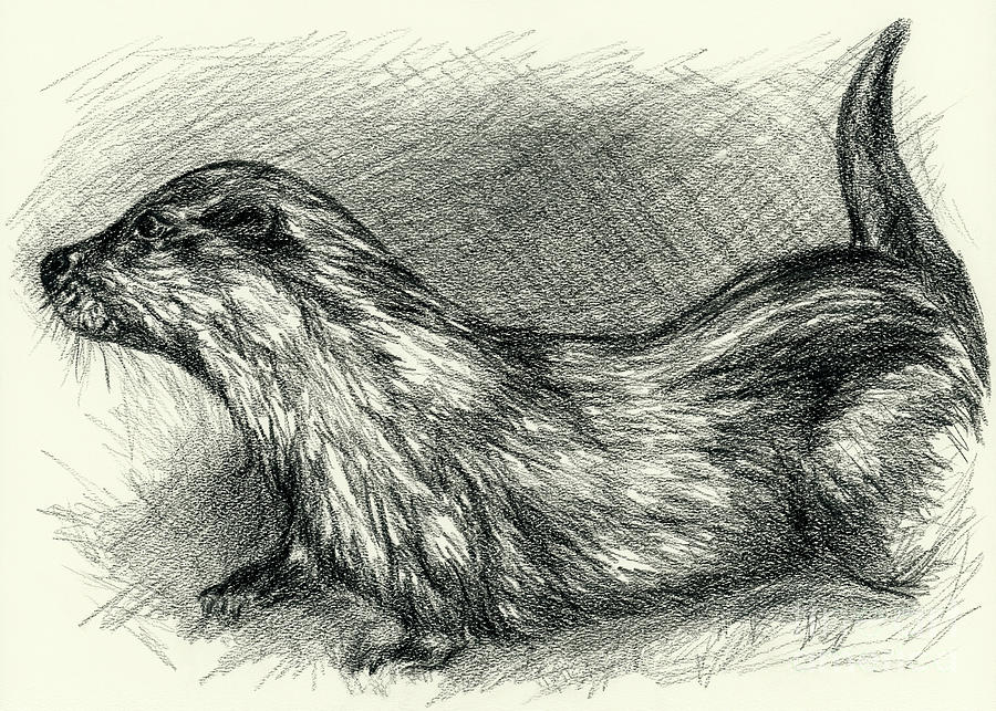 Otter in Charcoal Drawing by MM Anderson