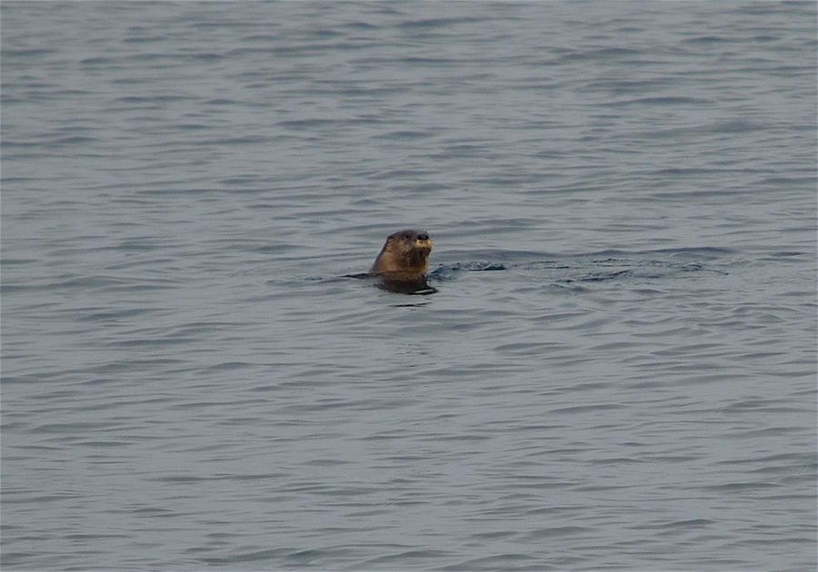 Otter in Lake Superior Photograph by Hella Buchheim