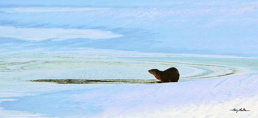 Otter in the Winter Photograph by Harry Moulton