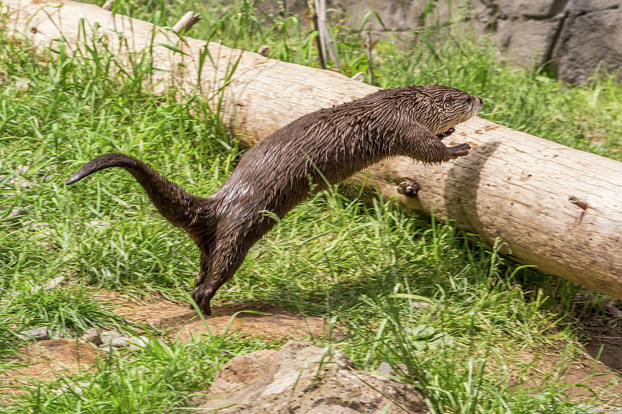 Otter Jumping onto a Log Photograph by Marv Vandehey