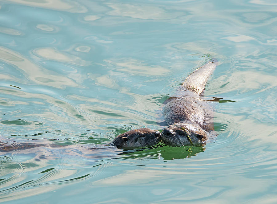 Wildlife Photograph - Otter Kiss by Loree Johnson