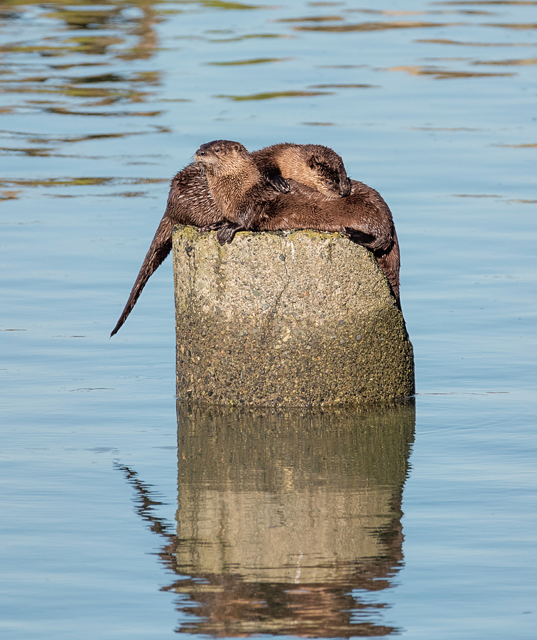 Otter Love Photograph by Loree Johnson