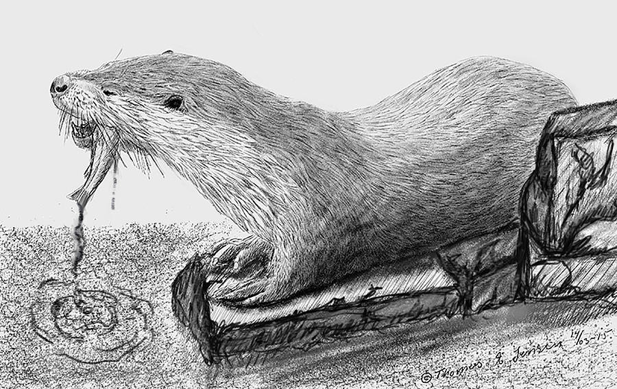 Otter lunch. Drawing by ThomasE Jensen