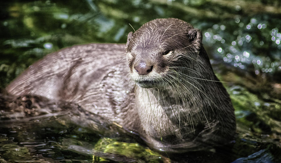 Otter Photograph