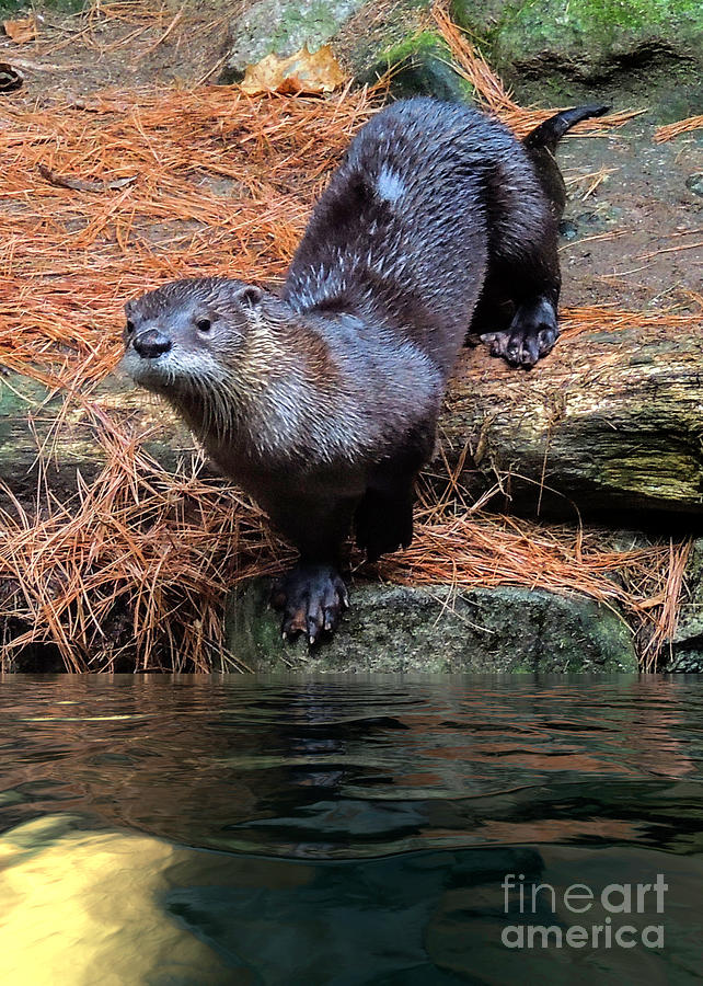 Otter Photograph by Mim White