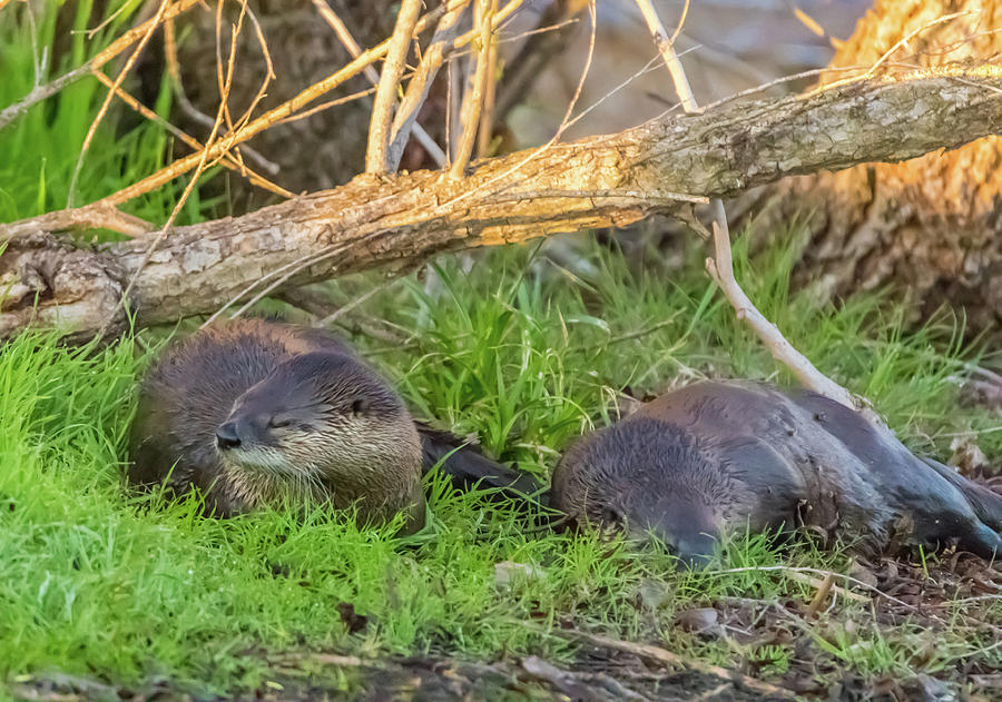 Otter Nap Photograph by Marc Crumpler