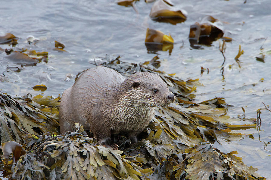 Otter On Seaweed Photograph by Pete Walkden