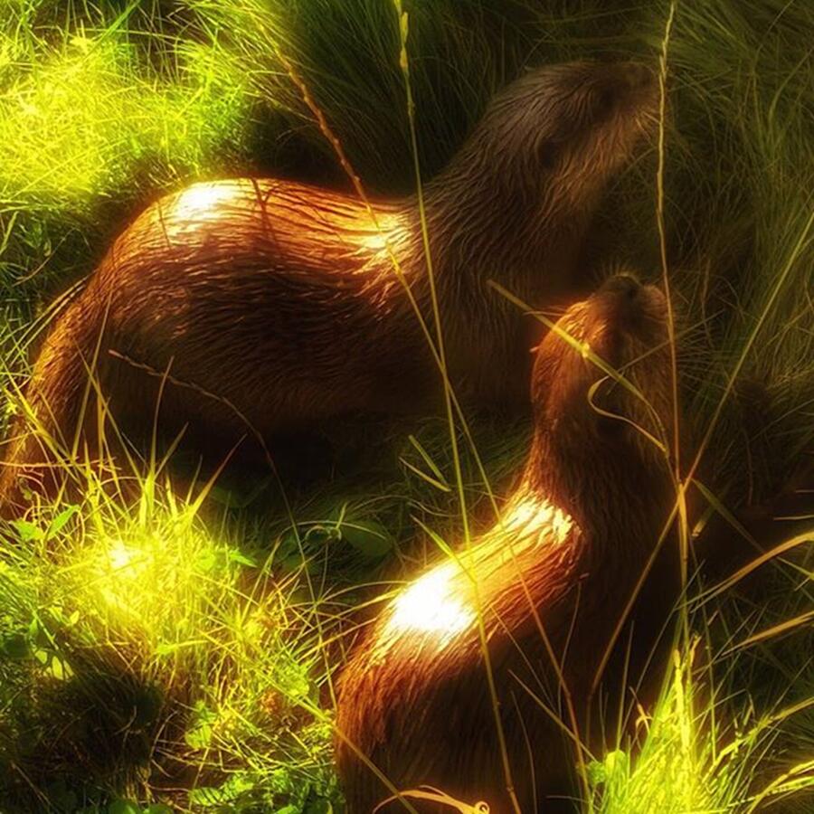 Wildlife Photograph - #otter #ottersofinstagram #animals by Abbie Shores