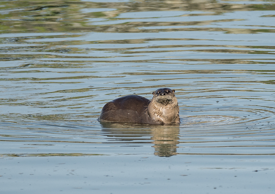 Otter Perch Photograph by Loree Johnson