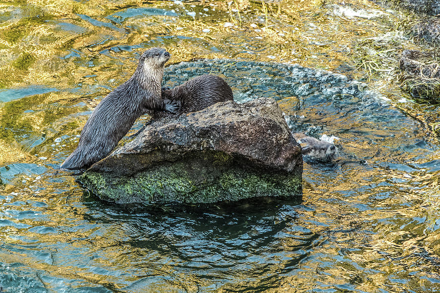 Otter Play In Spring Waters Photograph by Yeates Photography