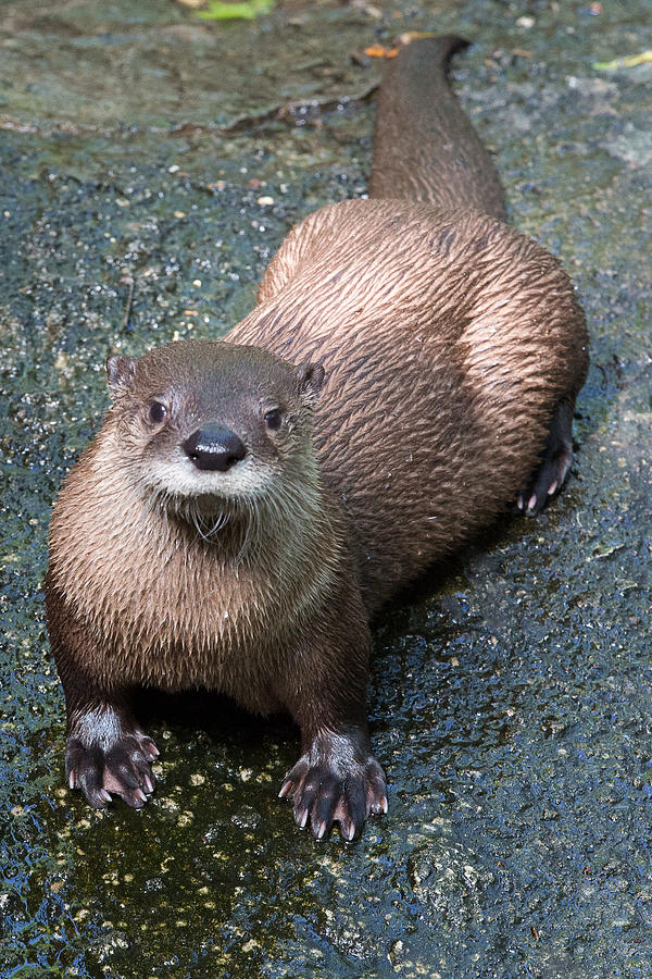 Otter portrait Photograph by Allan Morrison