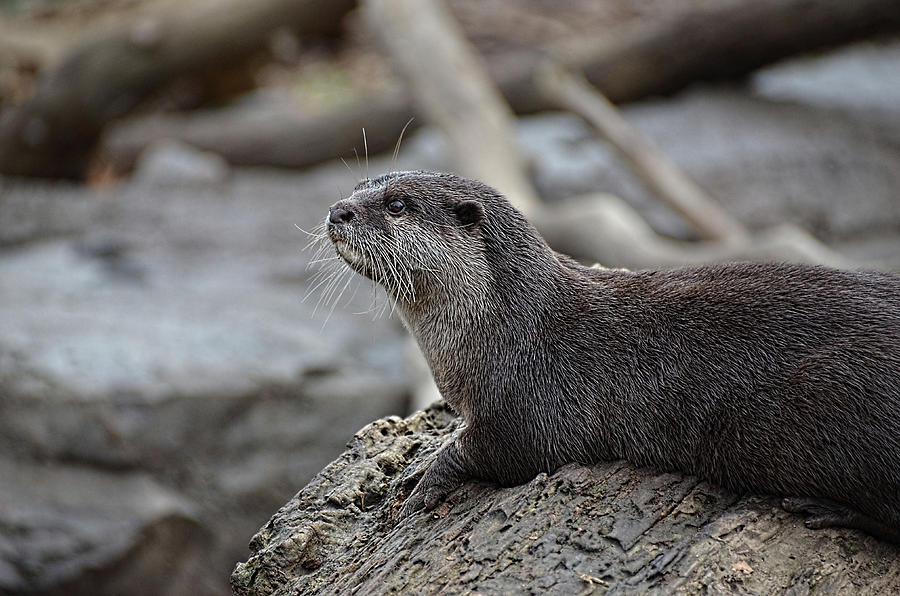 Otter profile Photograph by Ronda Ryan