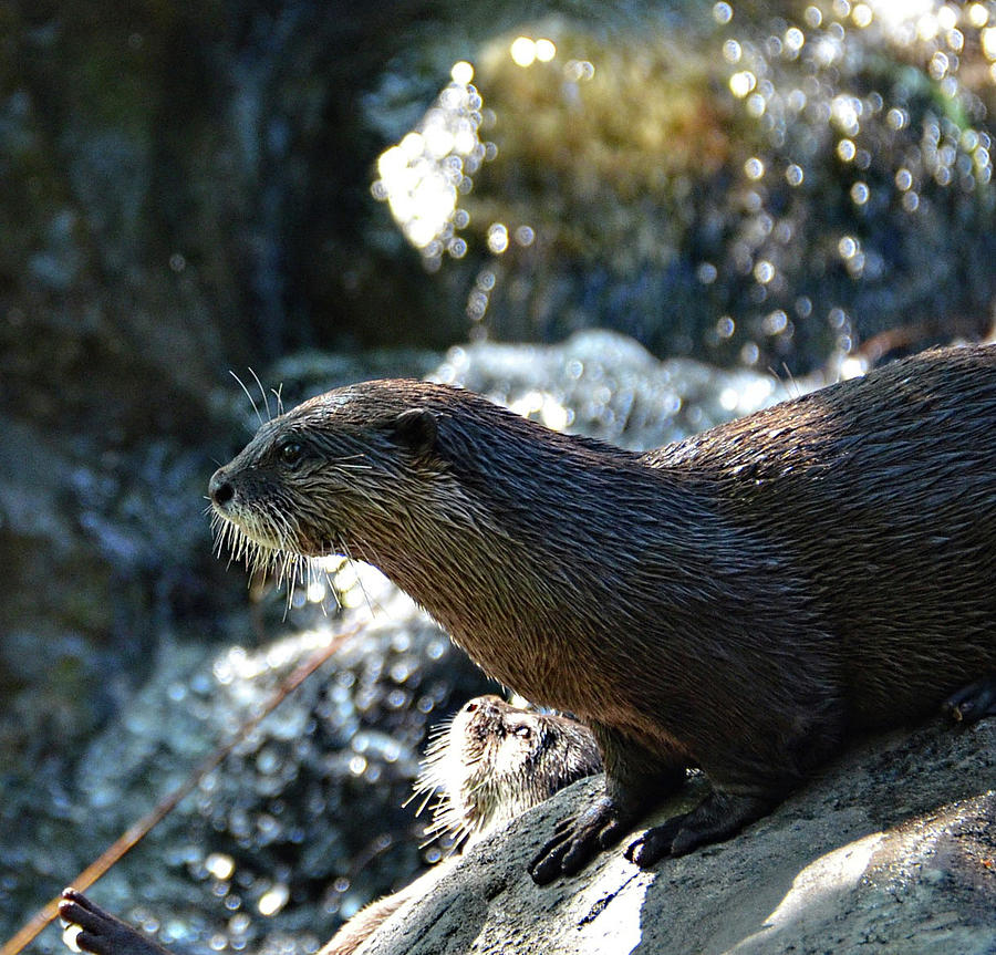 Otter profile2 Photograph by Ronda Ryan