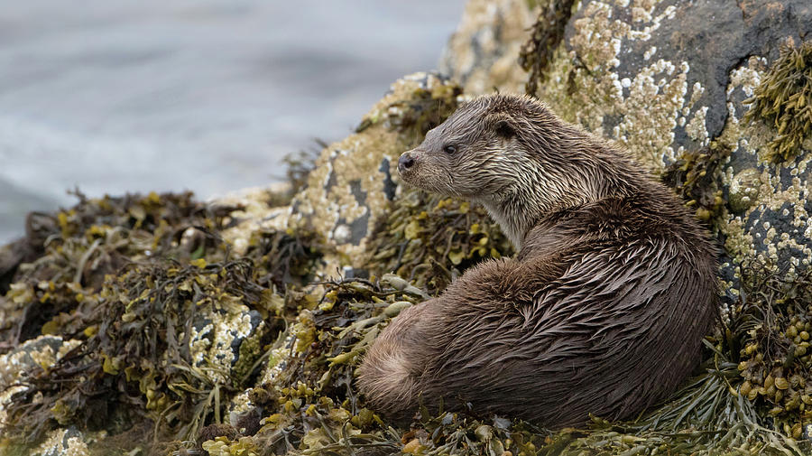 Otter Relaxing On Rocks Photograph by Pete Walkden