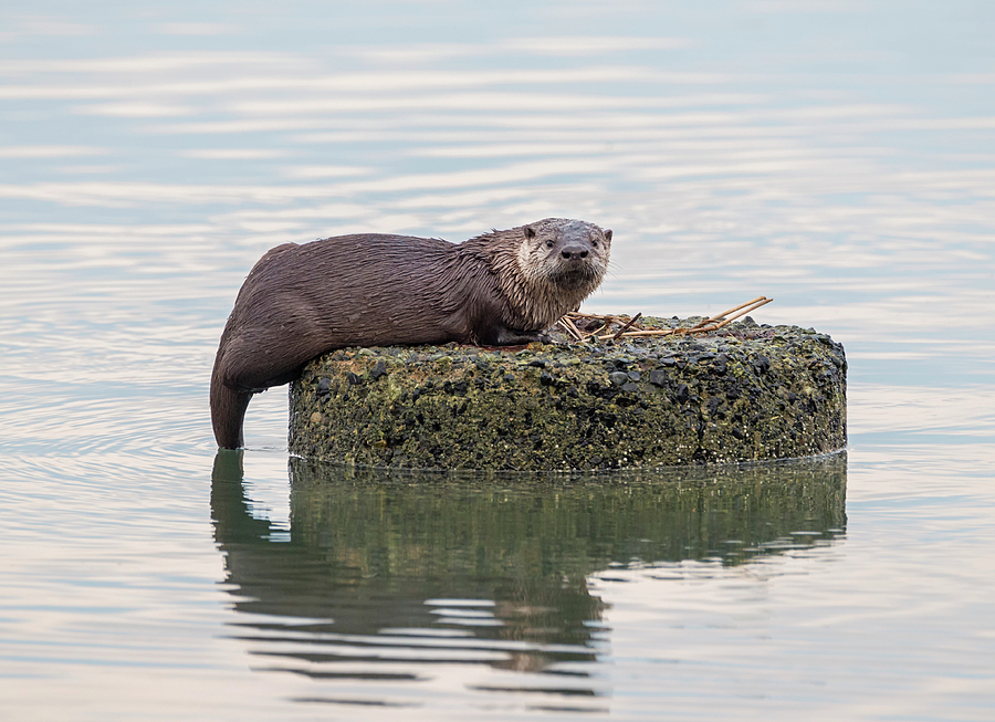 Wildlife Photograph - Otter Ruins by Loree Johnson