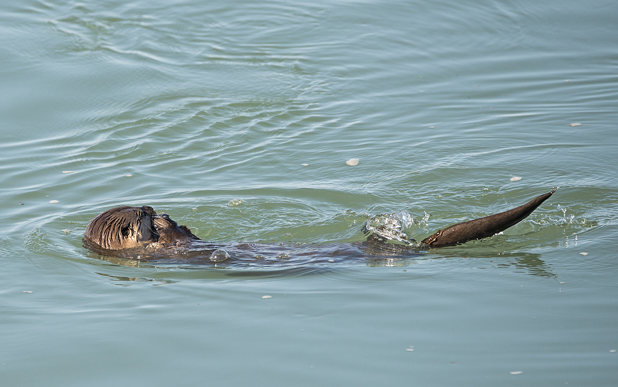 Wildlife Photograph - Otter Snacking by Loree Johnson