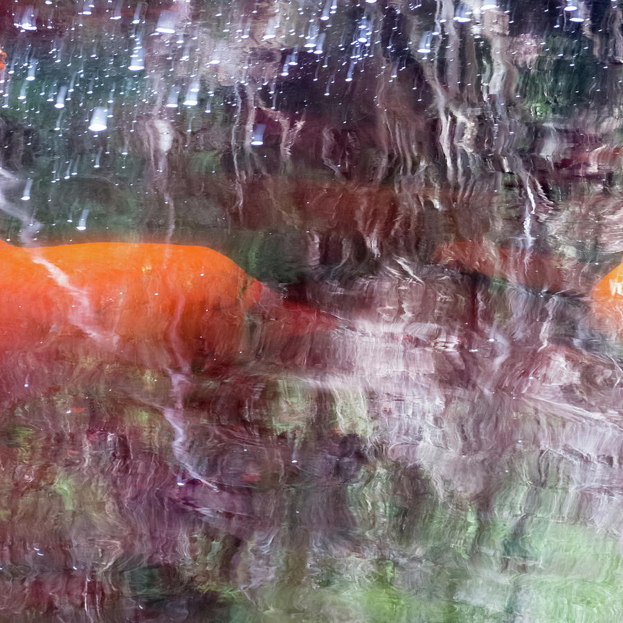 Stream Photograph - Otter starburst by Simon Sephton Stream Photograph - Otter starburst by Simon Sephton