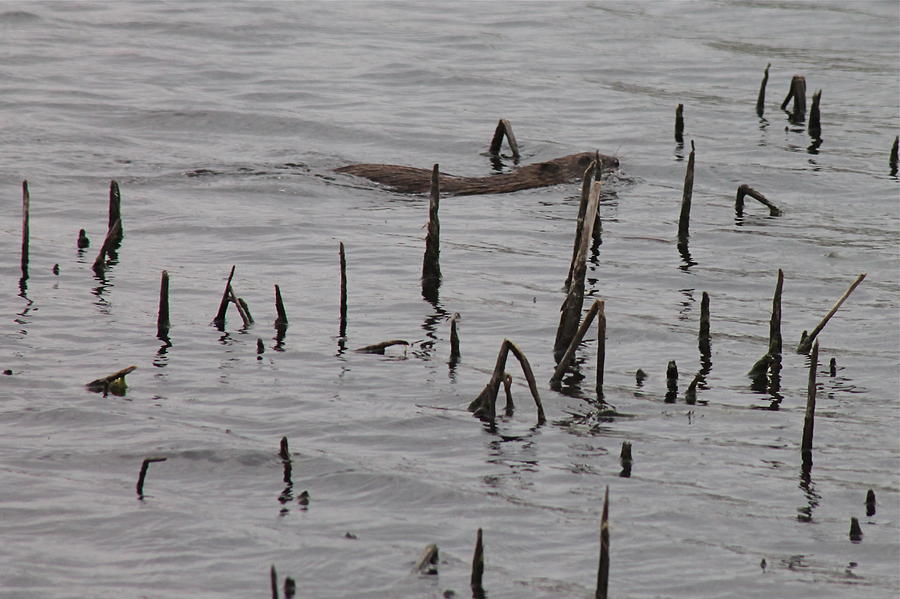 Otter Swim Call Photograph