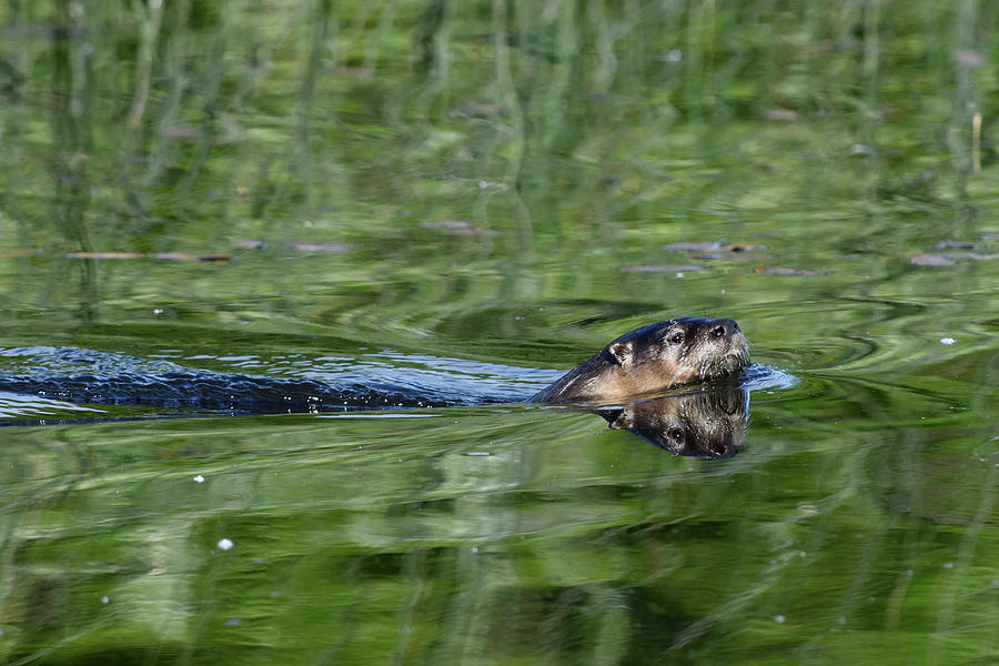 Otter Swims Photograph