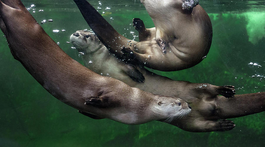 Otter Traffic Jam Photograph by Greg Nyquist