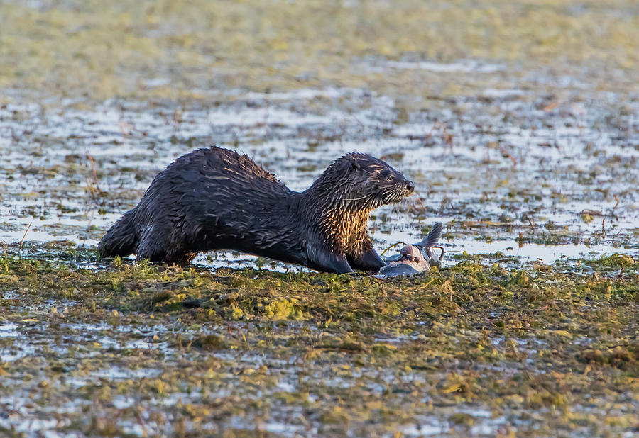 Otter With Catfish Photograph by Marc Crumpler