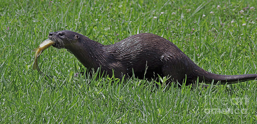 Otter with Fish Photograph by Larry Nieland