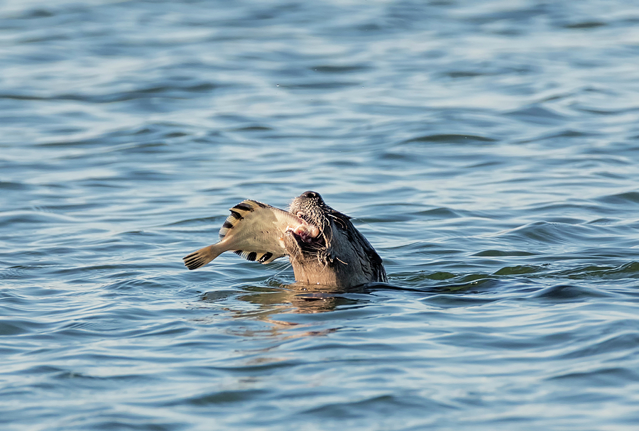 Fish Photograph - Otter with Flounder by Loree Johnson