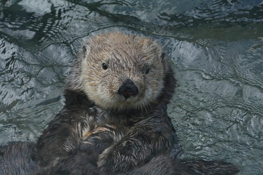 Otter Zen Photograph by Fraida Gutovich | Fine Art America
