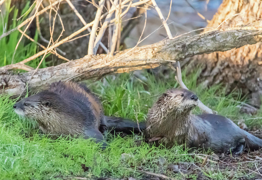 Otters Ashore Photograph by Marc Crumpler