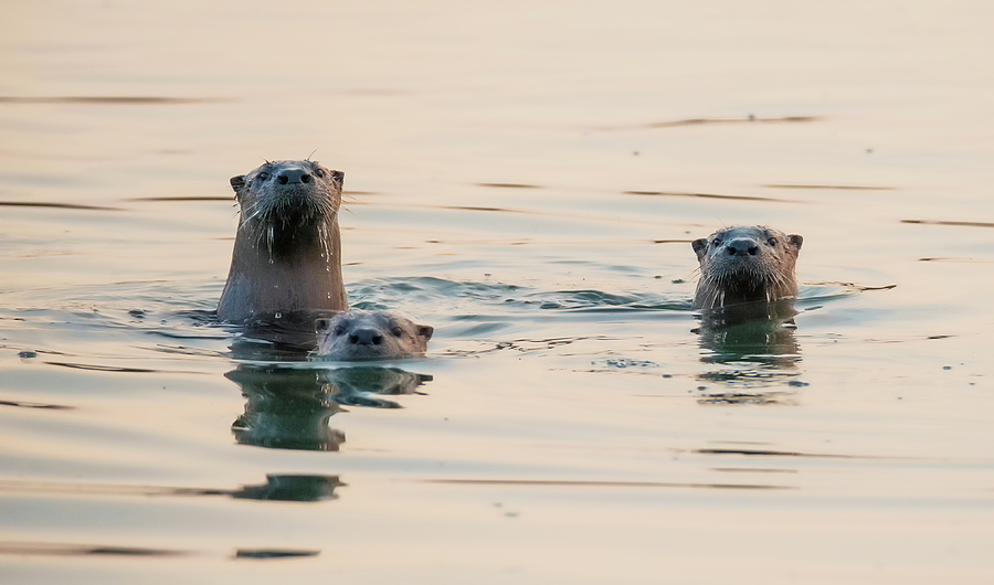 Otters at Sunset Photograph by Loree Johnson
