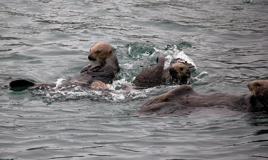 Otters in the Bay Photograph by Ellen Berrahmoun - Fine Art America