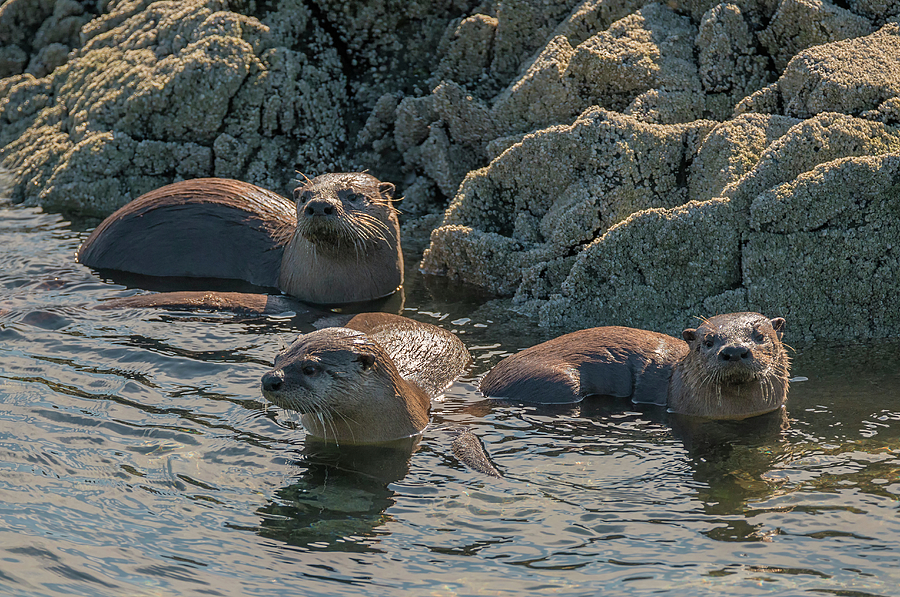 Wildlife Photograph - Otters on the Rocks by Loree Johnson