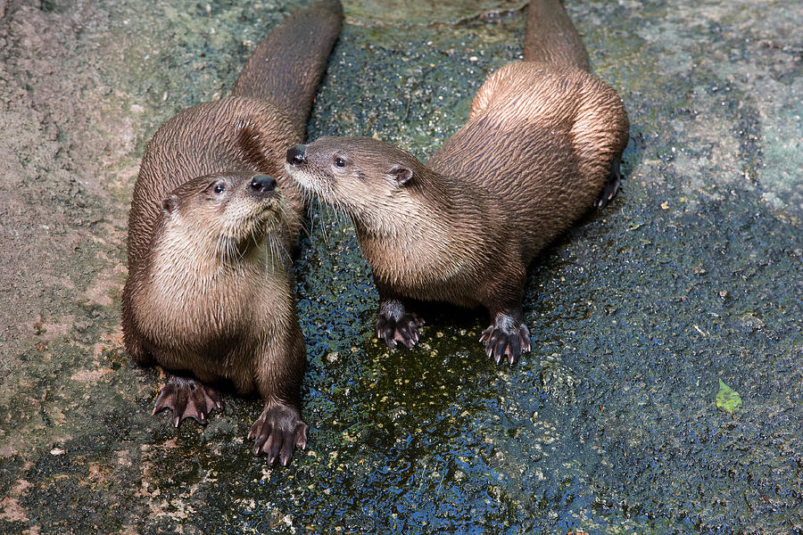 Otters Playing Photograph by Allan Morrison