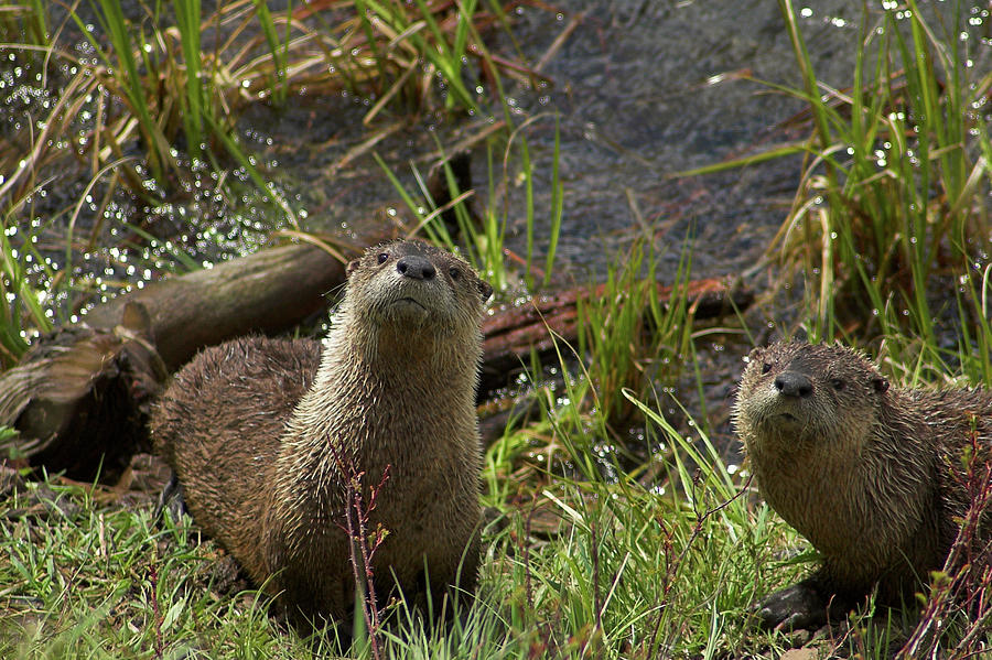 Otters Photograph