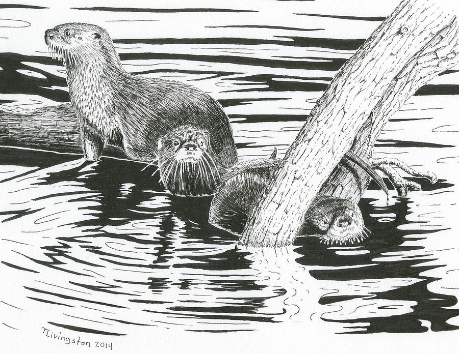 Otters Three Drawing by Timothy Livingston