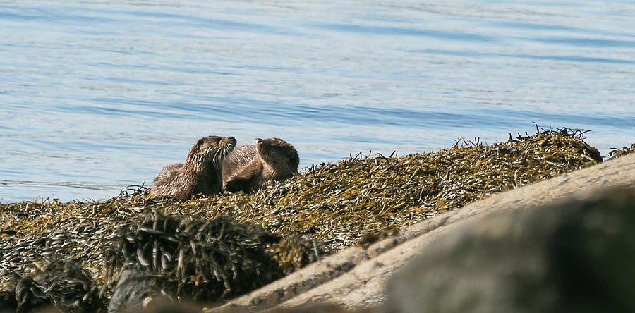 Otters Photograph by Wendy Cooper
