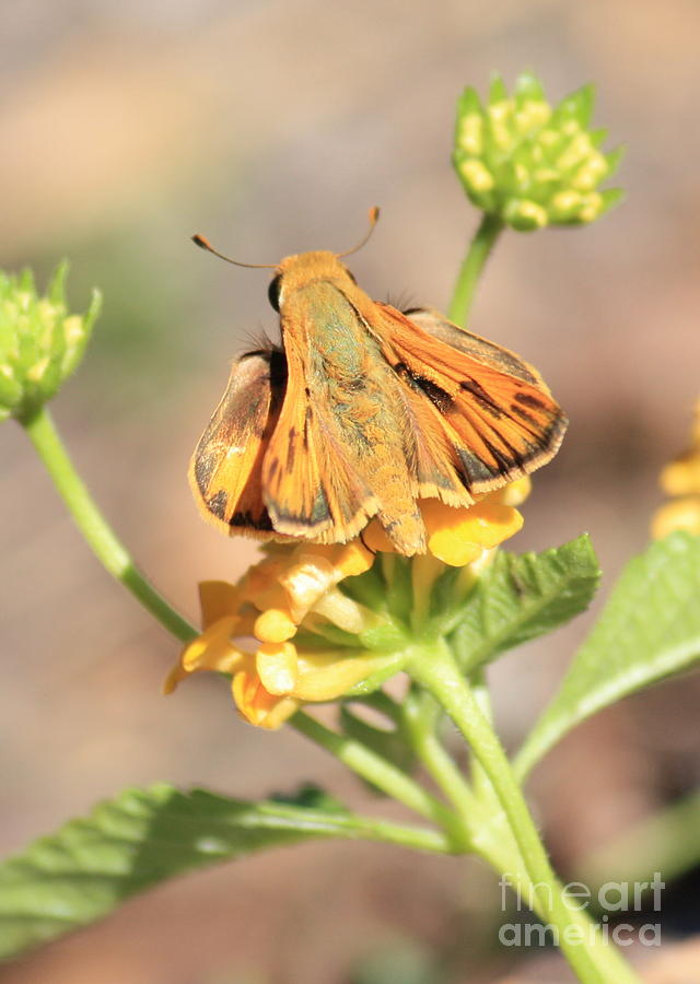 Ottoe Skipper Butterfly on Yellow Flowers Photograph by Carol Groenen