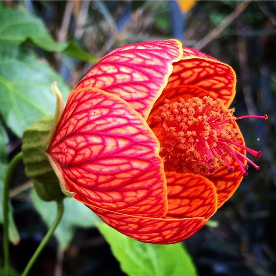 Nature Photograph - Our Abutilon (flowering Maple) Is by Jessica OToole