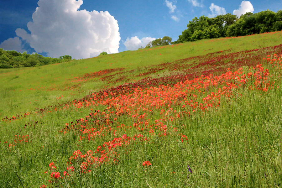 Our Beautiful Oklahoma Spring Photograph by Carolyn Fletcher