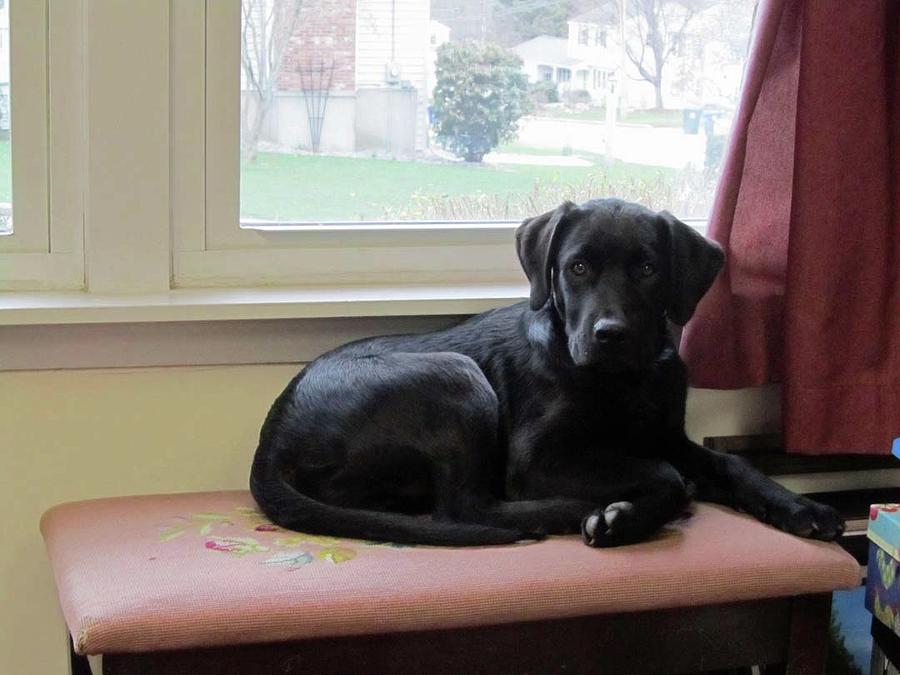 Beautiful Photograph - Our Beautiful Puppy by Joe Smiga Beautiful Photograph - Our Beautiful Puppy by Joe Smiga