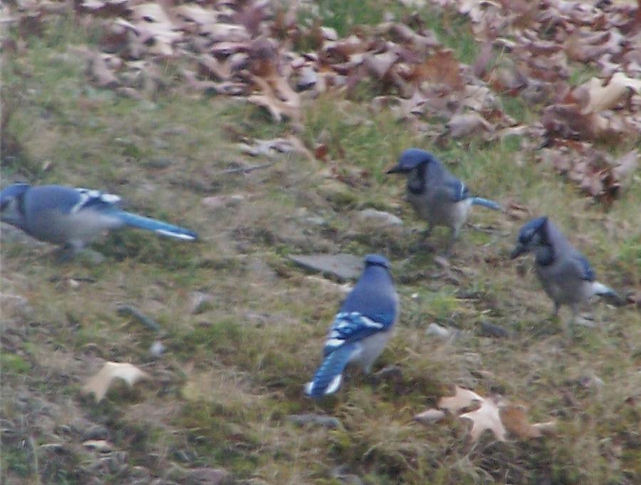 Our Bluejays Photograph by Lila Mattison