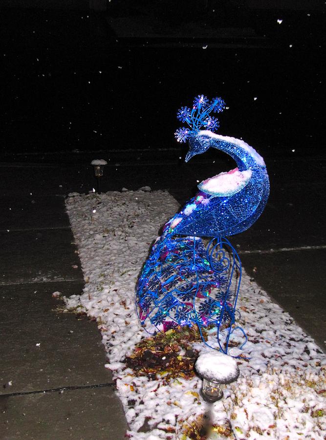 Our Christmas Peacock Photograph by Phyllis Kaltenbach