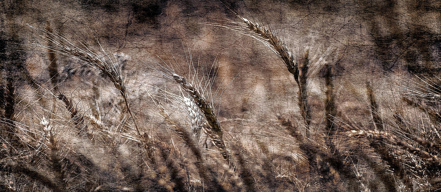 Textured Photograph - Our Daily Bread by Garett Gabriel Textured Photograph - Our Daily Bread by Garett Gabriel